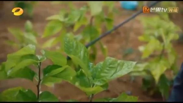 《江山如此多娇》濮泉生是一个为民跑上跑下……