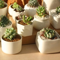 家里养多肉，花盆有讲究，这3种花盆，颜值再高也不能买！