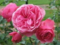 4款艳美的花卉，花大色艳花期长，清新空气，家家必备！