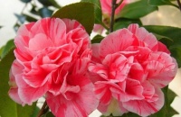 几种花，开花漂亮又好养，养上一盆四季欣赏，好养活还不贵