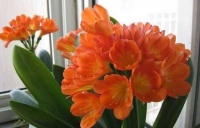 自带“贵气”的4种花，养家里1盆，不仅长得漂亮，名字也好听