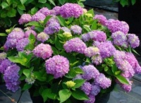 几种花，开花漂亮又好养，花美色艳，花儿轻松开爆盆