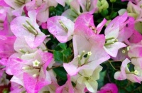 4种“开花王”，一开就是300多天，花朵大花期长，开花超漂亮