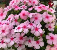 4种“高贵女王花”，比牡丹好看，年年开花不断，天天有花赏！