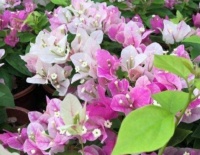 4种漂亮花，好打理，易爆盆，第一种已经被迷住了！