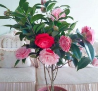 这些花卉美过玫瑰，一年四季花开不停，懒人新手都能养好