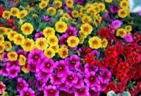 夏天养花，不妨养这四款花，花大色艳很漂亮，谁养谁爱