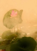 指心禅语 | 心造