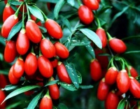 俗语“男人行千里,切莫吃枸杞”的真正含义是啥？和年轻夫妻有关