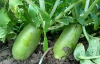 俗语“青皮萝卜紫皮蒜，仰脸婆子低头汉”，有什么道理？