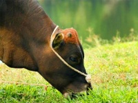 俗语：老牛吃嫩草，下句才是精华，学习了