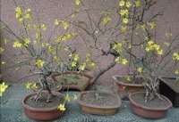 聆听春天的脚步--侯树辰诗选