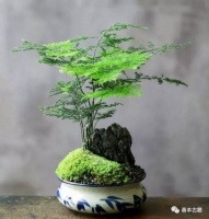 清新典雅话文竹