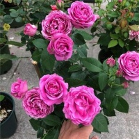 新手养月季，购买时间有讲究，避开这个季节，不然养不活浪费钱！