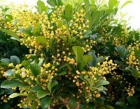 3种旺运花，吉祥添富贵，特别好养，开花一茬又一茬！