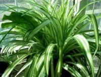 新手就养3种花，好养又漂亮，不用管理也能长得旺，招财又纳福！