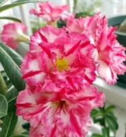 懒人最适合养“4种花”，开花吉祥又喜庆，比牡丹美，比绿萝好养