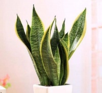 3种花是懒人养花首选，一月浇一次长得旺，净化能力很强大