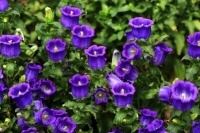 此花代表来自远方的祝福，象征着感恩和回馈，温柔之人必养！