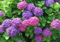 家养这些植物，花期长、花量大，好养又漂亮，你养了吗？