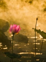 指心禅语 | 今日