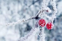 古诗词中的腊月