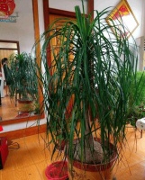 养兰花的时候，加入一样东西，兰花长得比人高