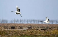 【散文】故乡何处是