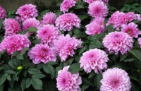 4种富贵花，添福添贵添好运，阵阵花香，花朵大！