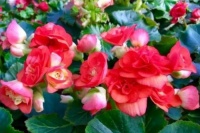 开花最香的4种花，家里养一盆，讨个好兆头，一年到头顺顺利利