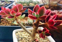 家里养这几款植物，娇小不占地，漂亮又好养，新手懒人最适合