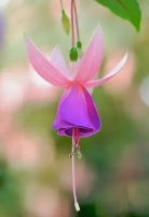 家里就养“4种花”，给点阳光就灿烂，人见人爱，养100盆也不多！