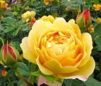 5种花是懒人的最爱，沾土就活，一盆开花上百朵，超漂亮！