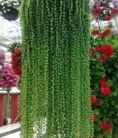 家里养此款花卉，便宜又好养，新手懒人最适合，轻松养爆盆！