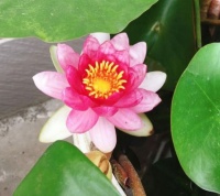 4种花好养又漂亮，随便养都爆盆，家里养1盆，满屋飘香，清新幽雅