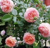 阳台养这几朵花，花开不断，漂亮养眼，还非常好养护