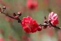 春光明媚下的花团锦簇，盘点那些关于春天的温暖可爱文案