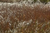 湍水之东：有生之年，我见闻的朴素之爱｜中原诗歌