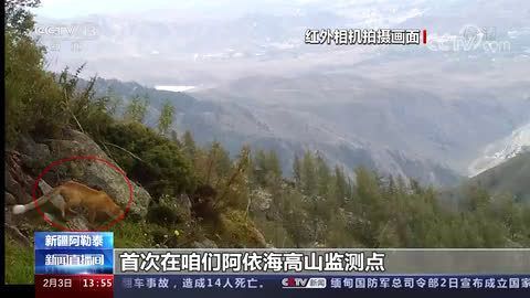 罕见！新疆阿勒泰首次拍到豺