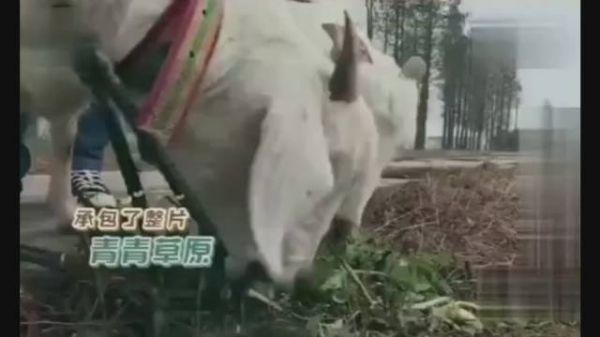 不愧是小绵羊，这么容易受惊 当年吃草名场面真的封神了！！