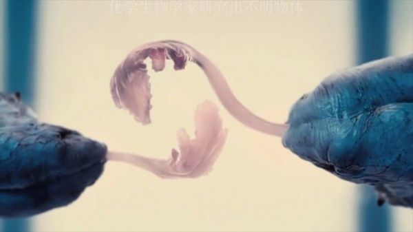 人类和潘恩的DNA杂交一