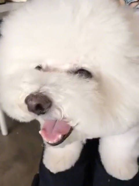 屋虎太太太可爱了，乖乖呆在Jolin腿上，工具狗石锤了！