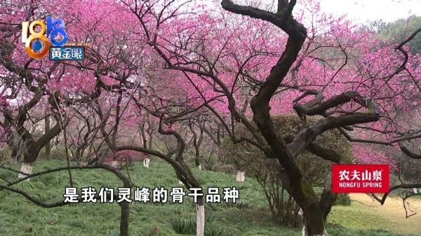 新春年味浓 赏梅正当时