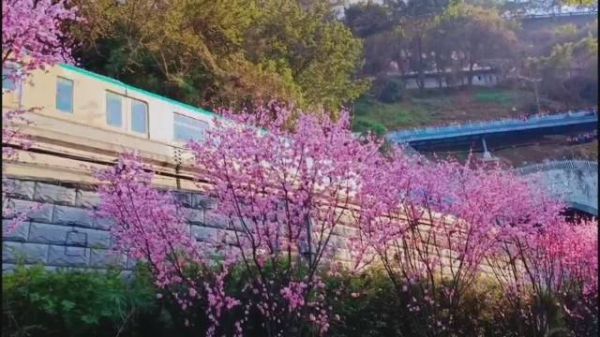 冬已尽，春风吹，花会开，我在开往春天的列车等你……