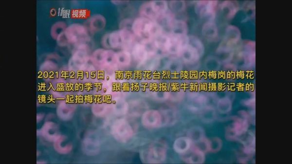 第一视角跟着摄影记者的镜头一起拍梅花吧