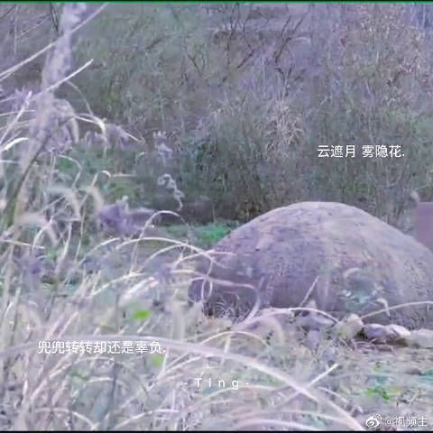 《锦衣之下》翟兰叶用情至深的两段感情皆被辜负……