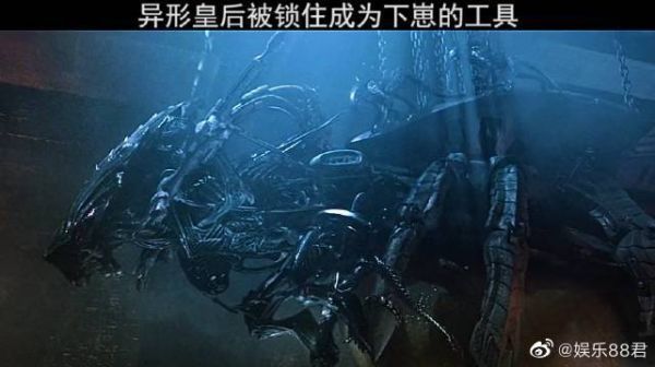 这次最近的一次观察异形皇后,当时拍的时候我瑟瑟发抖