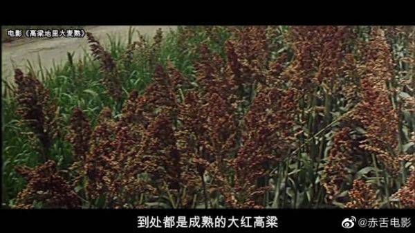 高梁地里大麦熟