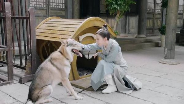 炎青过于信任白牙了叭?