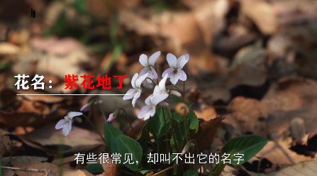 这些野花,你知道它们的名字吗?